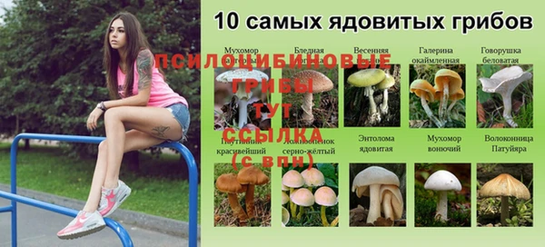 стаф Алзамай